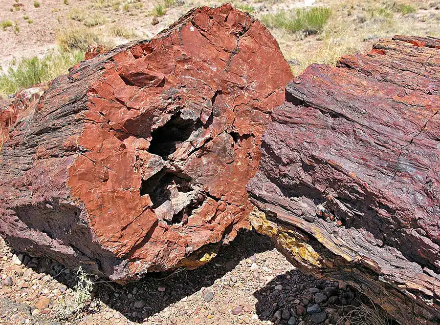 Petrified Forest